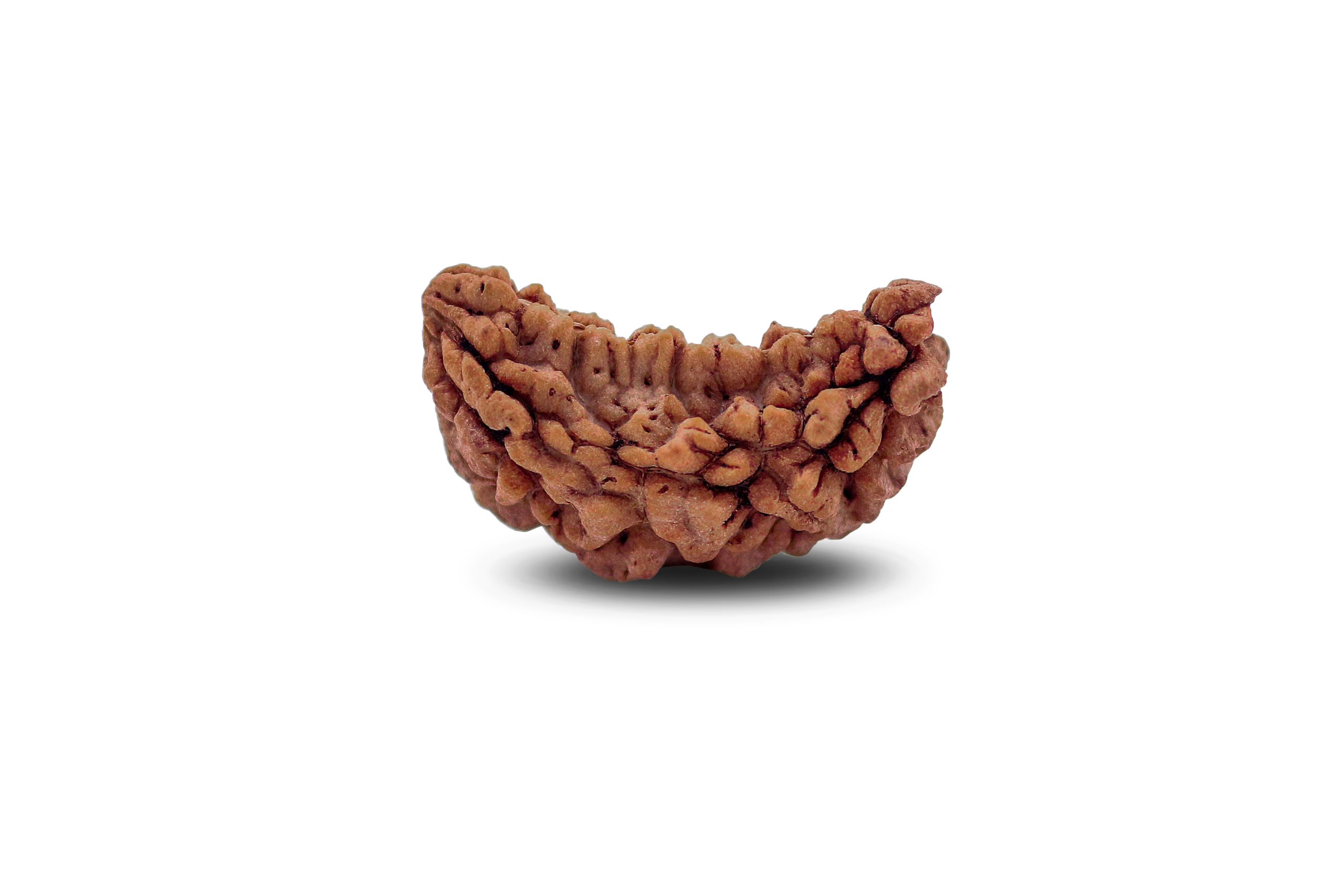 https://dev.shivaloka.co/wp-content/uploads/2025/04/1-Mukhi-bead-scaled.jpg