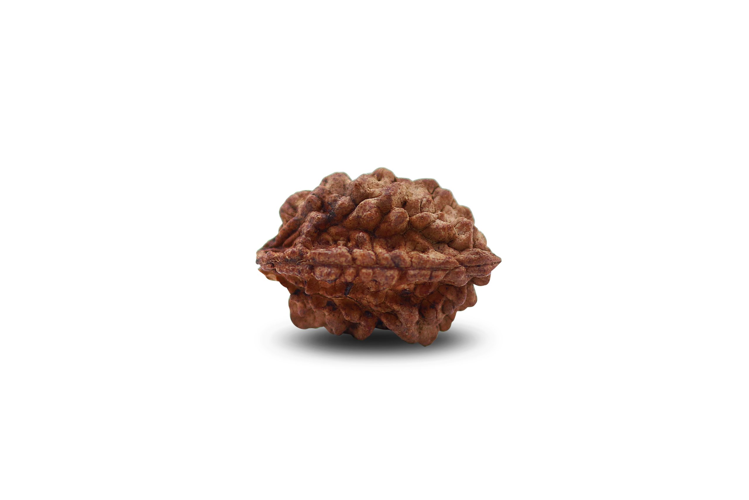https://dev.shivaloka.co/wp-content/uploads/2025/04/2-Mukhi-bead-scaled.jpg